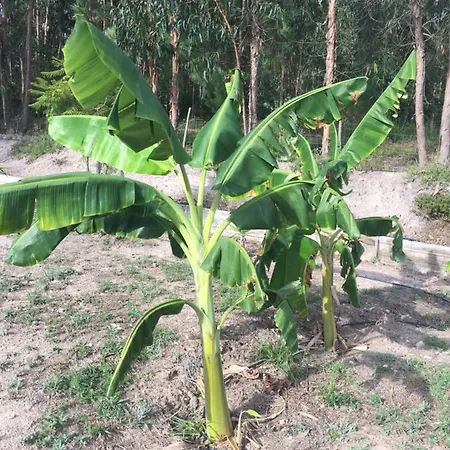 Mountview ألينكوير