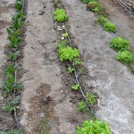 Mountview مزرعة للإقامة *