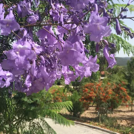 Mountview Alenquer