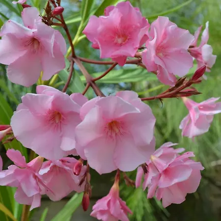 Mountview مزرعة للإقامة *