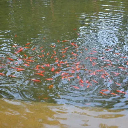 Mountview 팜스테이