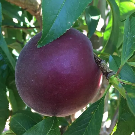 팜스테이 Mountview *