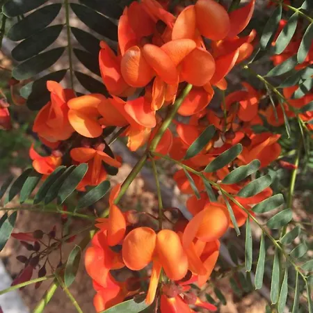 Mountview 팜스테이