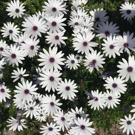 Mountview مزرعة للإقامة