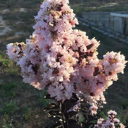 팜스테이 Mountview 알렌쿠어