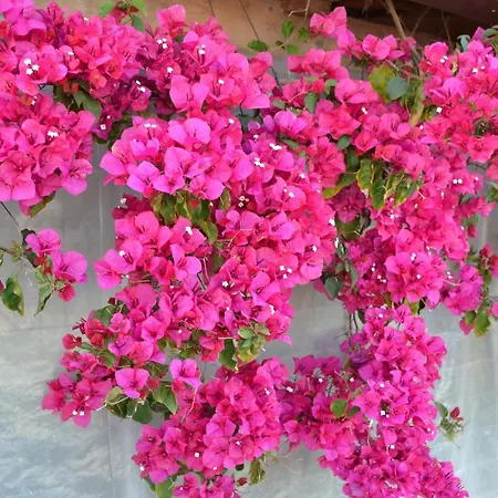 Mountview مزرعة للإقامة ألينكوير