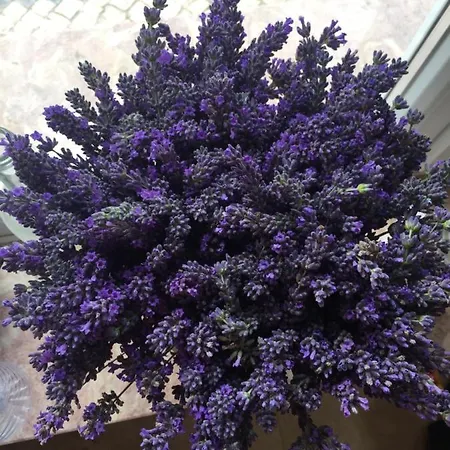 팜스테이 Mountview 알렌쿠어