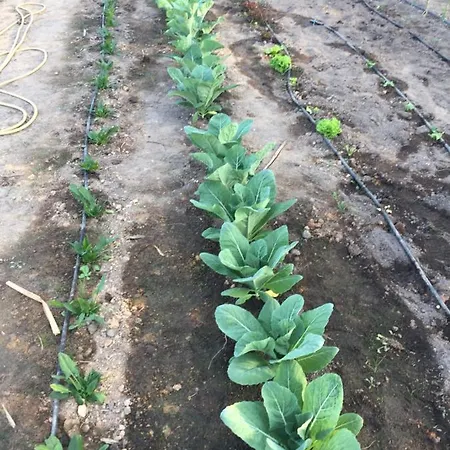 Mountview مزرعة للإقامة ألينكوير