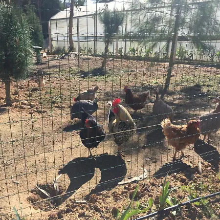 Mountview 알렌쿠어