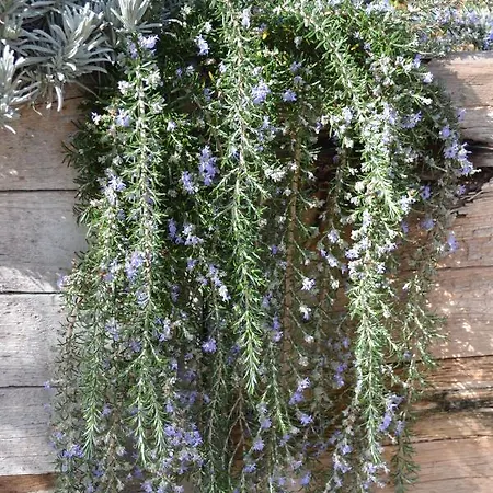 Mountview 팜스테이