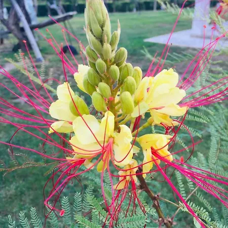 مزرعة للإقامة Mountview *