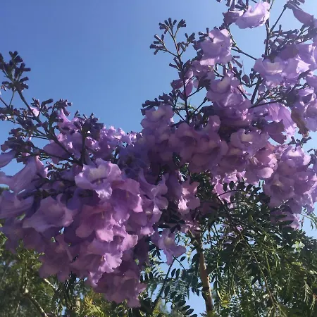 Mountview مزرعة للإقامة ألينكوير