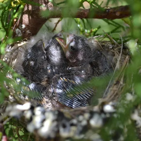 مزرعة للإقامة Mountview