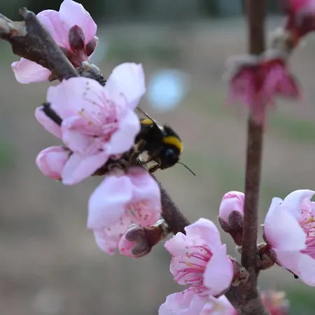 Mountview مزرعة للإقامة