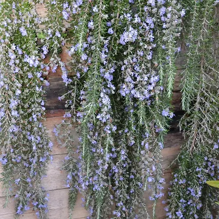 팜스테이 Mountview 알렌쿠어