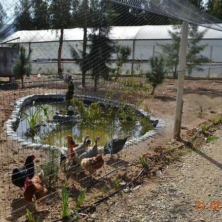 Mountview * ألينكوير