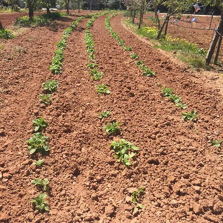 Mountview مزرعة للإقامة ألينكوير