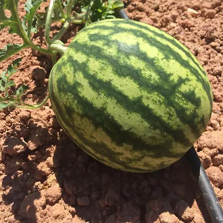 팜스테이 Mountview