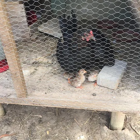 Mountview ألينكوير