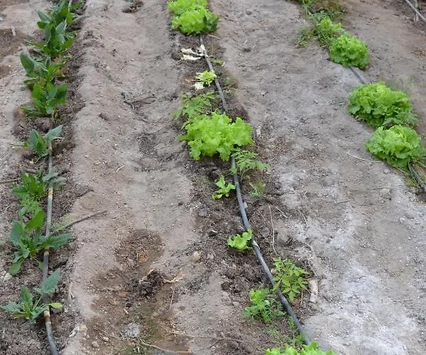 Mountview Farmház *