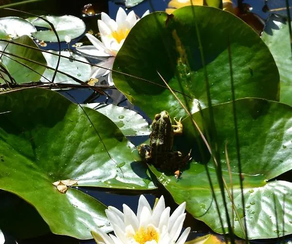 Farmház Mountview *