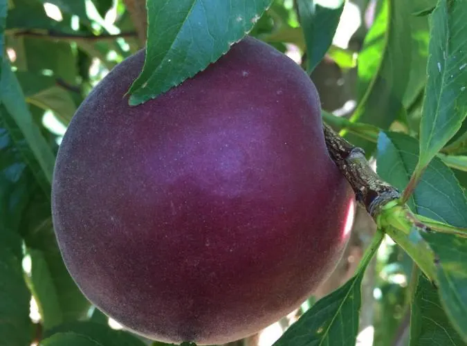 Farmház Mountview *