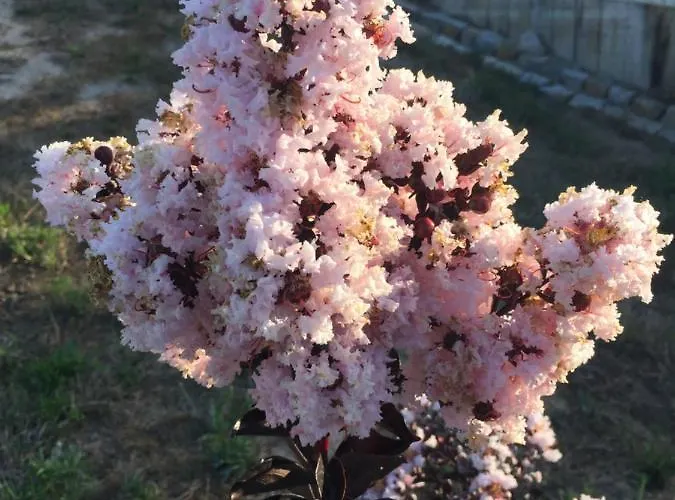 Farma Mountview Alenquer