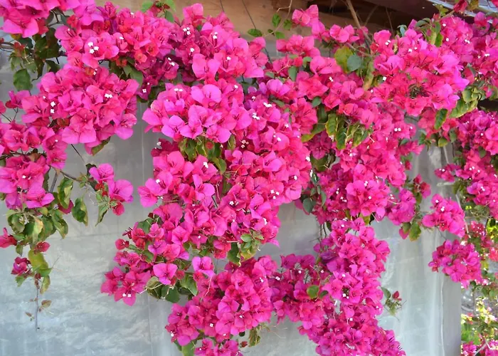 Mountview Farma Alenquer