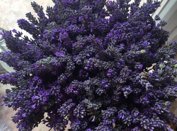 Farma Mountview Alenquer