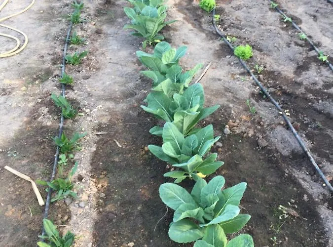 Mountview Farma Alenquer