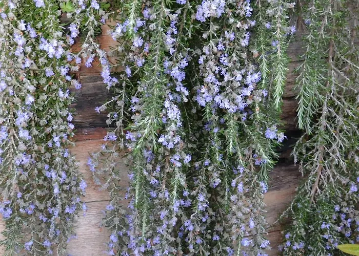 Farma Mountview Alenquer