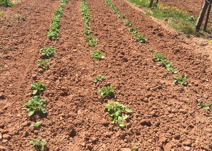 Mountview Farma Alenquer